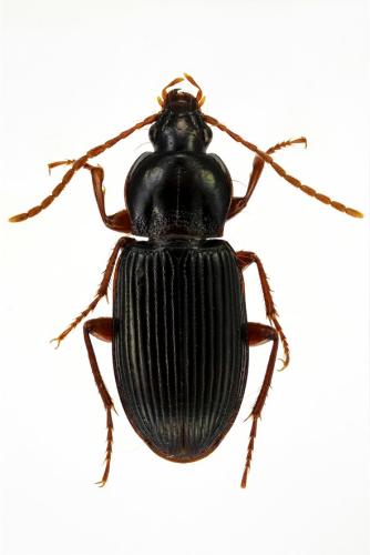 Réf. 298 201 : Pedius longicollis